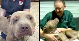 Vuole sopprimere il suo cagnolino per un’infezione agli occhi, il veterinario lo tiene e lo salva (VIDEO)