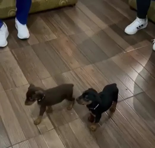 cuccioli dobermann reazione