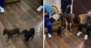 Cagnolino incontra per la prima volta i suoi cuccioli ma reagisce male con quello “diverso” da lui (VIDEO)