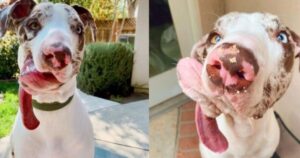 La verità sul cagnolino con la mascella deformata: non era un problema congenito (VIDEO)