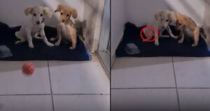 Cagnolini salvati dopo l’abbandono erano molto spaventati mentre giocavano (VIDEO)