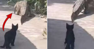 Gattino insegue un coccodrillo che cammina per le strade del Messico (VIDEO)