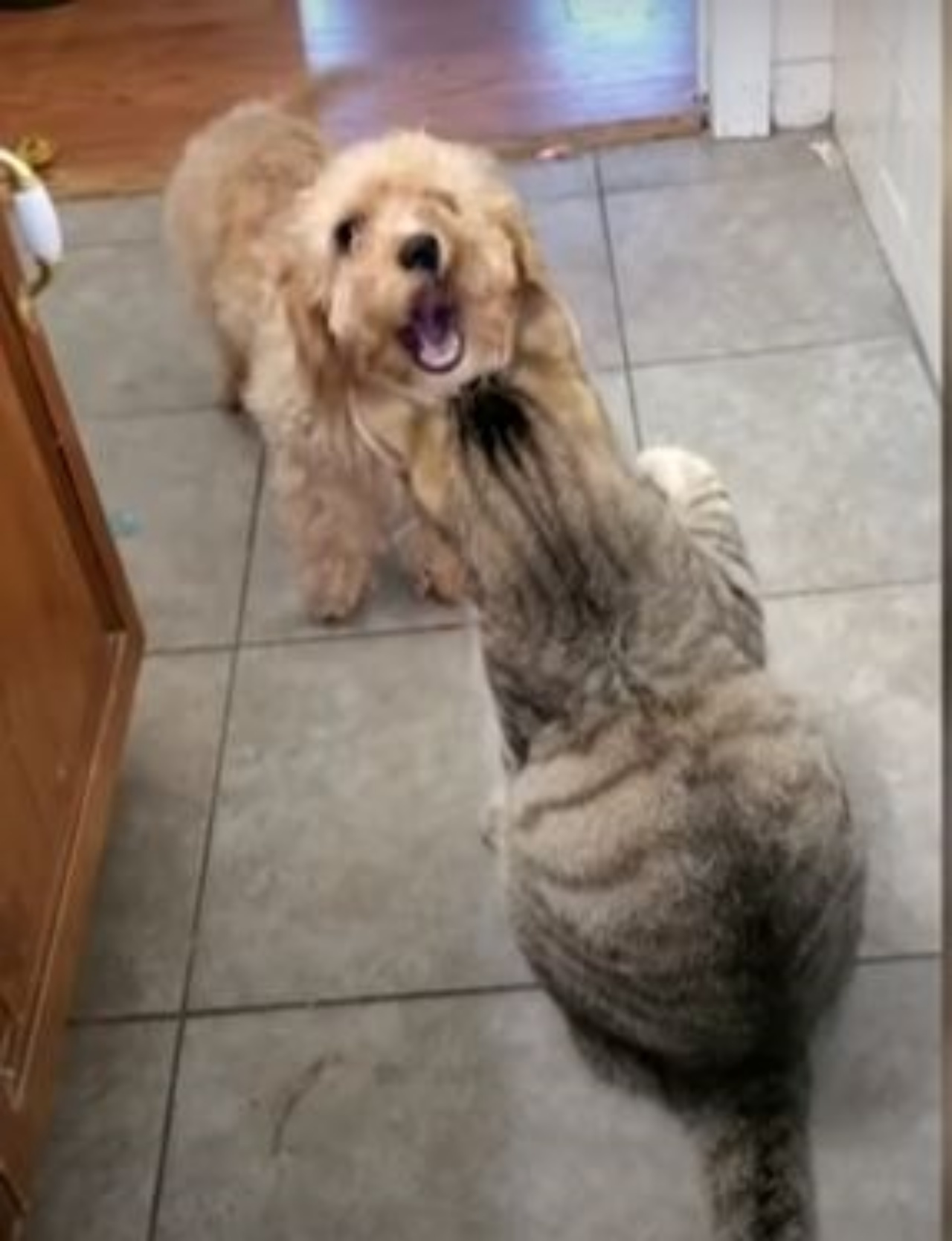 Un gatto e un cane che litigano
