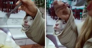 Il padrone nasconde il suo minuscolo cagnolino nella giacca per continuare a restare nel ristorante (VIDEO)