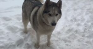 Siberian Husky gioca con la neve ma, ad un certo punto, inizia a parlare (VIDEO)