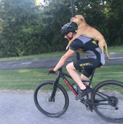 cagnolino in spalla in bici