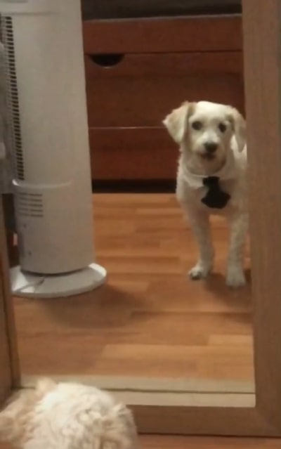 cucciolo prova la cravatta