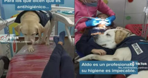 Labrador dentista cura i pazienti più piccoli con il sorriso (VIDEO)