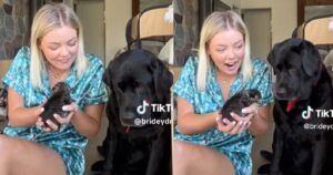 Labrador reagisce in maniera del tutto inaspettata quando vede un gattino: il video è virale (VIDEO)