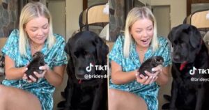 Labrador reagisce in maniera del tutto inaspettata quando vede un gattino: il video è virale (VIDEO)