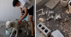 Il ragazzo prova a fare il bagno al cagnolino ma lui si rotola nella terra (VIDEO)