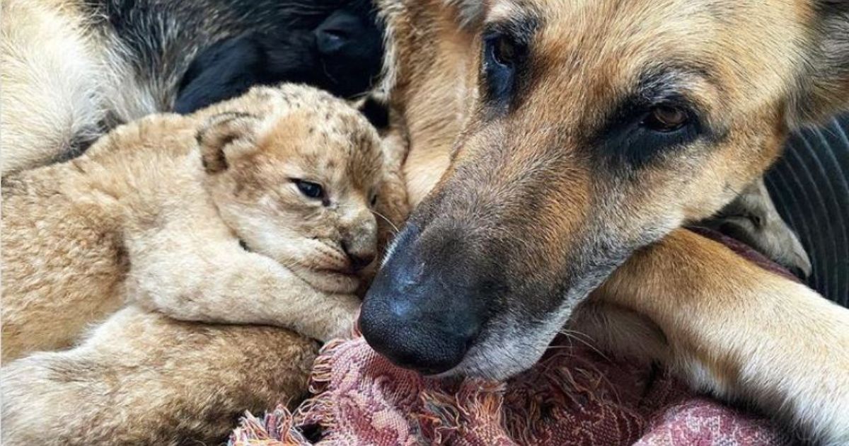 Sandra, un Pastore Tedesco, con due cuccioli di leone