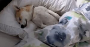 Cagnolina finge di dormire per non andare dal veterinario, la padrona “credevo fosse morta” (VIDEO)