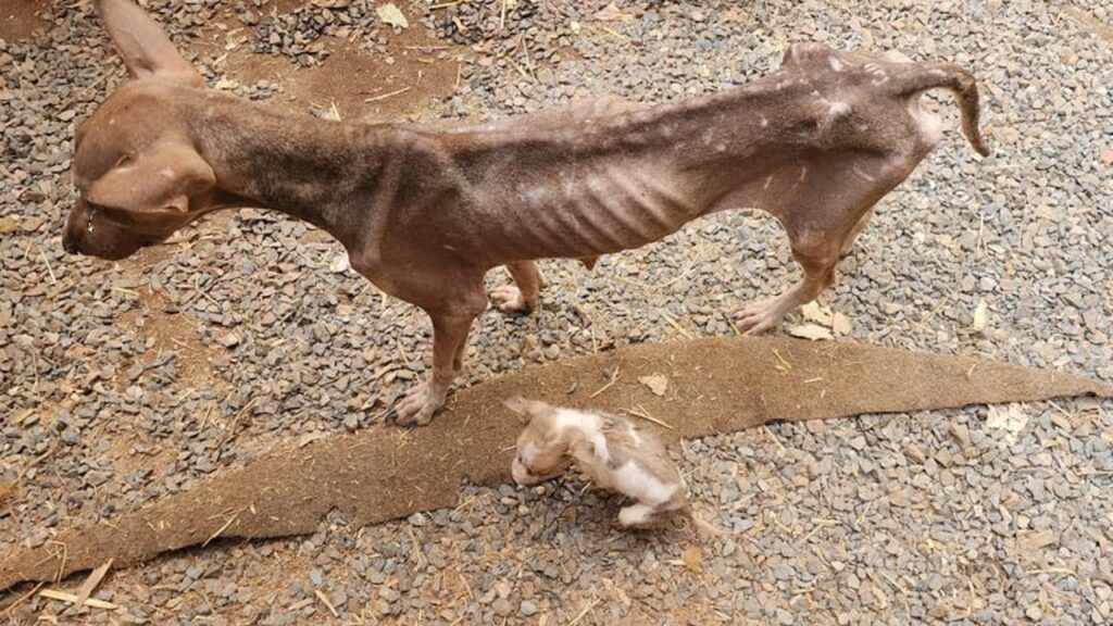 cagnolina scheletrica