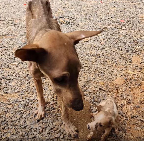 cagnolina scheletrica