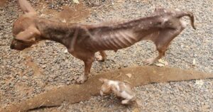 Cagnolina scheletrica vaga per le strade con il suo cucciolo in cerca di aiuto