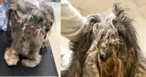 Cagnolini ritrovati completamente avvolti dal pelo: Sono stati rimossi 15,8 chili di nodi di pelo
