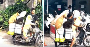Uomo viaggia con sei cani a bordo di uno scooter, il video ha lasciato le persone senza parole (VIDEO)