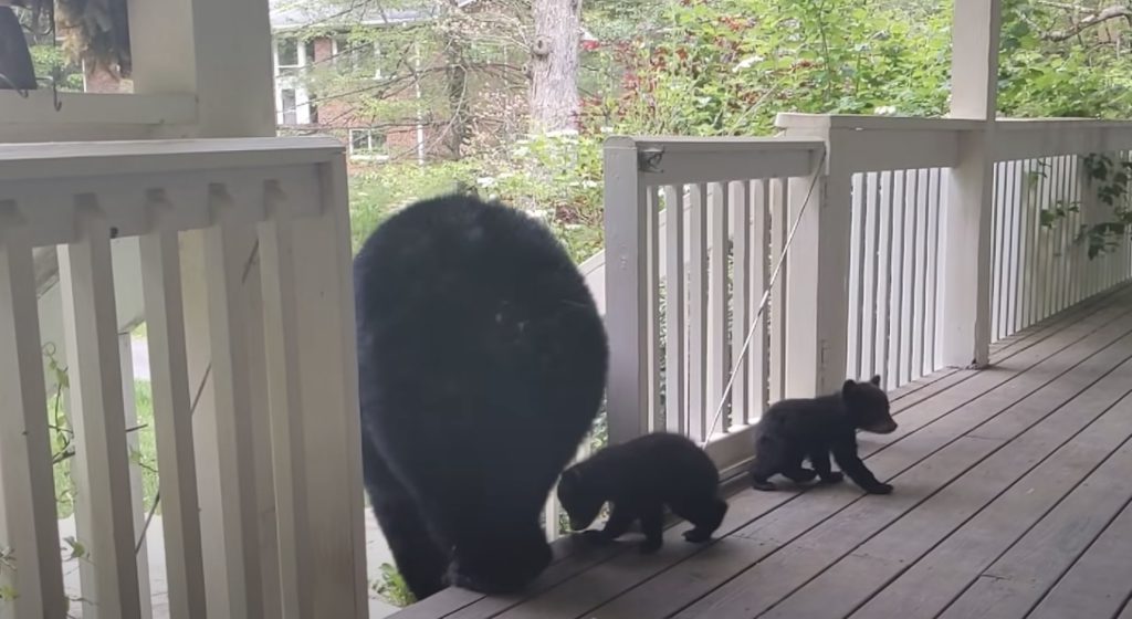 mamma orso e cuccioli
