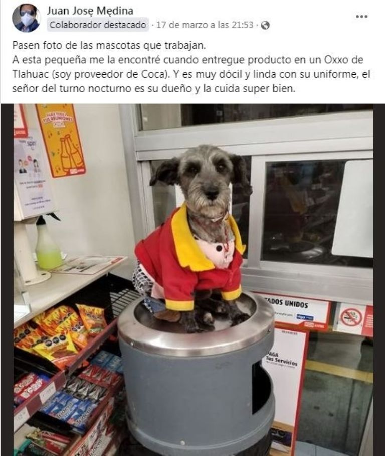 cagnolino oxxo