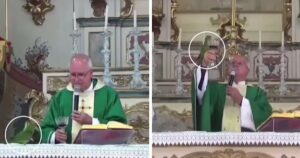 Pappagallo entra in chiesa e cerca di bere il vino dal calice che tiene il prete (VIDEO)