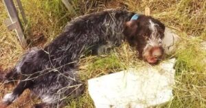 Cucciolo di cane paralizzato a causa delle percosse viene salvato da un destino tragico: la sua trasformazione è incredibile