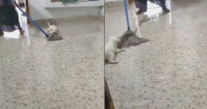 Cagnolino è il peggior nemico delle pulizie domestiche: ecco come impedisce alla padrona di passare lo straccio (VIDEO)