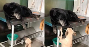 Cagnolino va dal veterinario per fare visita al suo amico a quattro zampe investito (VIDEO)