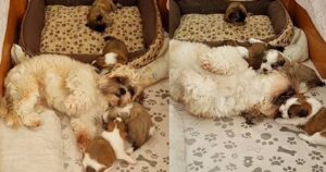 Cagnolino Shih-tzu decide di fare il “padre” di una cucciolata (VIDEO)