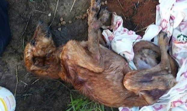 cagnolina abbandonata phoenix