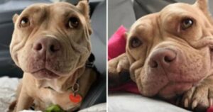 Cagnolina con la rogna diventa il cane più felice al mondo dopo essere stata salvata (VIDEO)