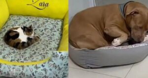 Cagnolino e una gattina diventano famosi sul Web: ecco il motivo (VIDEO)