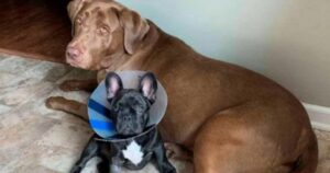 Cagnolina resta molto preoccupata per giorni dopo aver visto andare dal veterinario il suo fratellino (VIDEO)