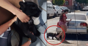 Cucciolo di puma portato a spasso come un se fosse un cagnolino, l’assurda vicenda (VIDEO)