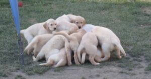 Raro sciame di Golden Retriever catturato in video per la prima volta (VIDEO)
