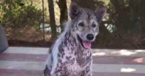 Dopo 4 anni in un rifugio per animali, questo cagnolino salta di gioia quando viene adottato (VIDEO)