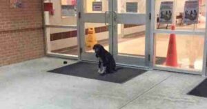Cagnolino triste aspettava sempre fuori dalla scuola, il professore decide di salvarlo (VIDEO)