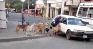 Adotta otto cagnolini randagi e riesce a strappare un passaggio per tutti da un gentile tassista (VIDEO)