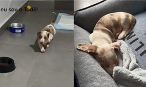 Questo cucciolo di Bassotto veniva scartato per un motivo assurdo (VIDEO)