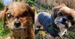 Cagnolino randagio subisce un’incredibile trasformazione: in otto mesi diventa irriconoscibile