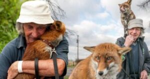 Salvò la vita a due volpi da cucciole, ancora oggi vivono in simbiosi con il loro soccorritore