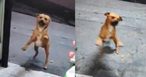 Cagnolino randagio fa visita tutti i giorni a un negoziante per ricevere il pasto e dare in cambio il proprio affetto (VIDEO)