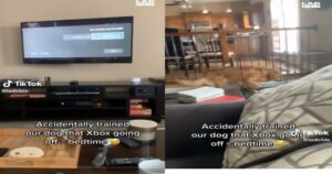 Spegne l’ Xbox e il Golden Retriever la imita : il video è esilarante (VIDEO)