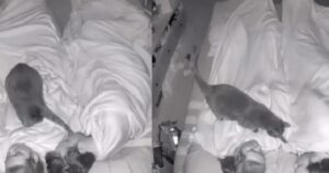 Non dormono da mesi: coppia registra con una telecamera le peripezie notturne del loro gatto (VIDEO)