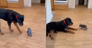 Rottweiler incontra il cucciolo minuscolo e la sua reazione è sorprendente (VIDEO)