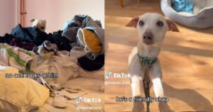 La padrona presenta sui social Otto, il cane invisibile: tutti fanno finta di non vederlo per un dolce motivo (VIDEO)