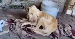 Max, il cagnolino che aveva perso le speranze nel deserto. Il recupero è sbalorditivo (VIDEO)