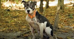 Cucciolo di cane trovato in un bosco era traumatizzato dagli umani: ecco il motivo (VIDEO)