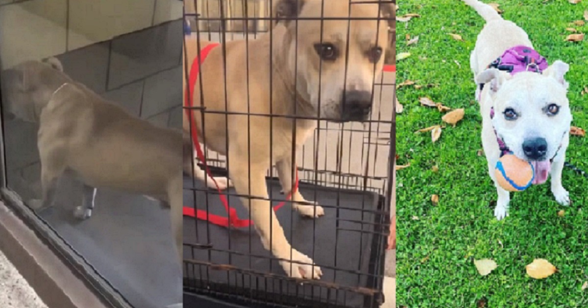 Cagnolino che piangeva sempre al rifugio finalmente è felice di correre ...