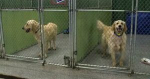 36 Golden Retriever abbandonati sono stati salvati dalle strade della Turchia (VIDEO)